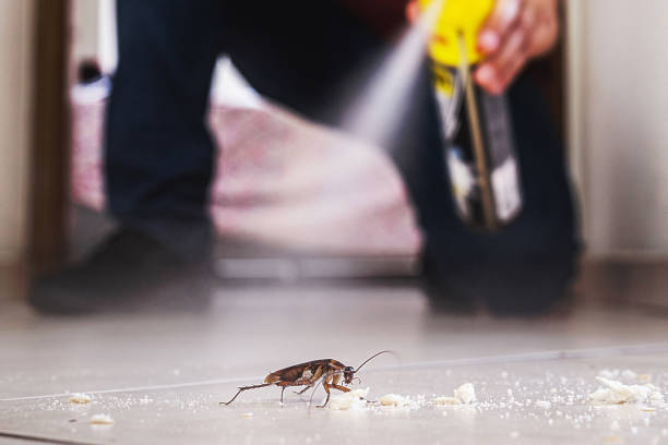 Wasp Removal Services in Montgomery Village, MD
